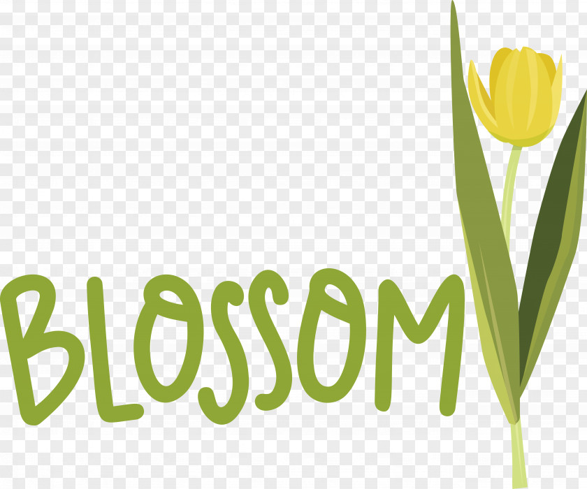 Floral Design PNG