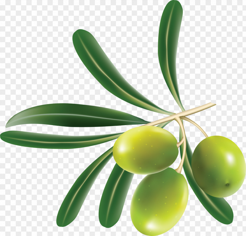 Green Olives Olive Leaf Clip Art PNG