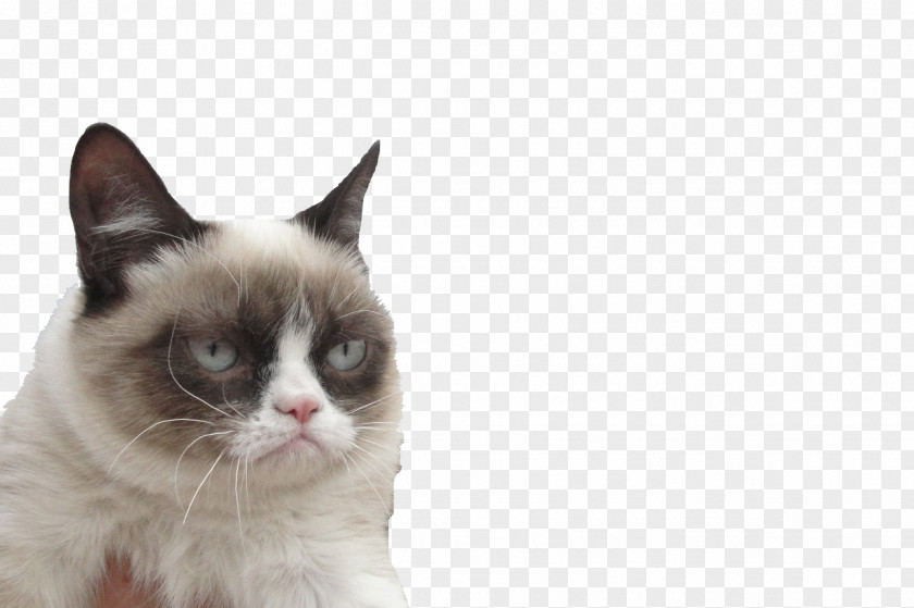 Post It Grumpy Cat Cats And The Internet Kitten South By Southwest PNG