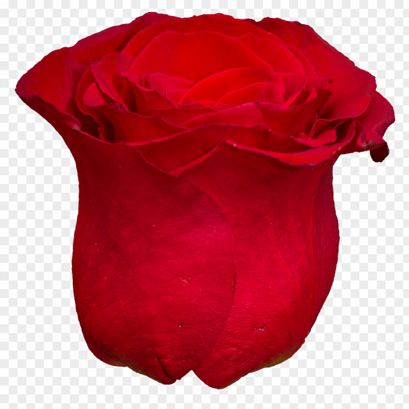 Red Flower Centifolia Roses Petal Clip Art PNG