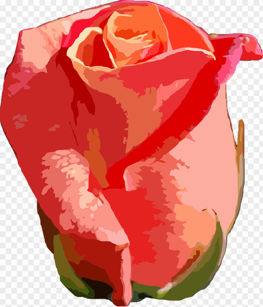 Rose Garden Roses Flower Petal PNG