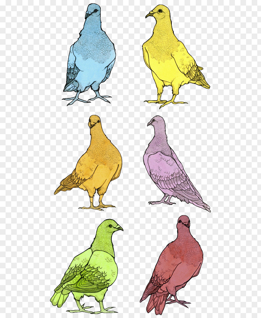 Watercolor Snow Pattern Finches Galliformes Beak Fauna PNG