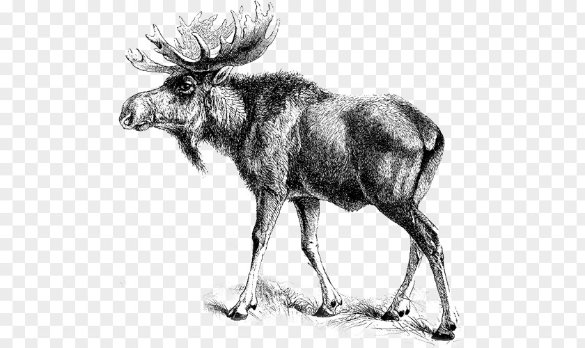 Animals With Antlers Northwest America Moose Clip Art Elk Image PNG