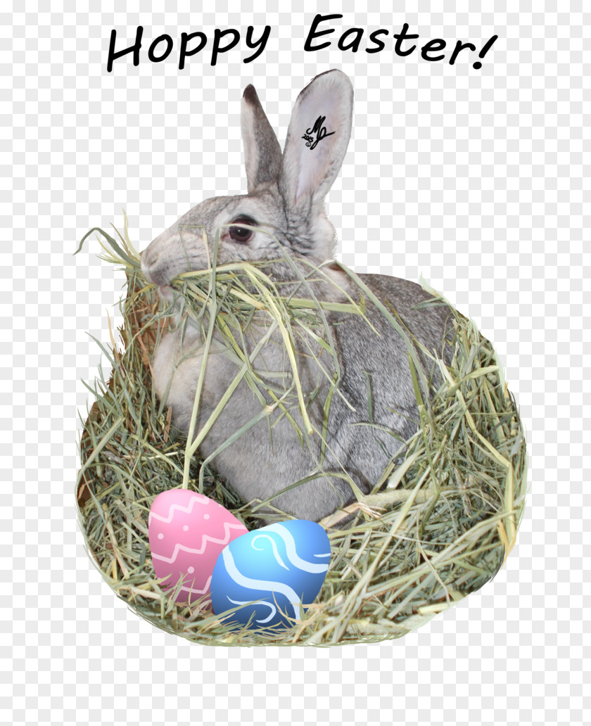 Easter Rabbit Domestic Bunny Hare PNG