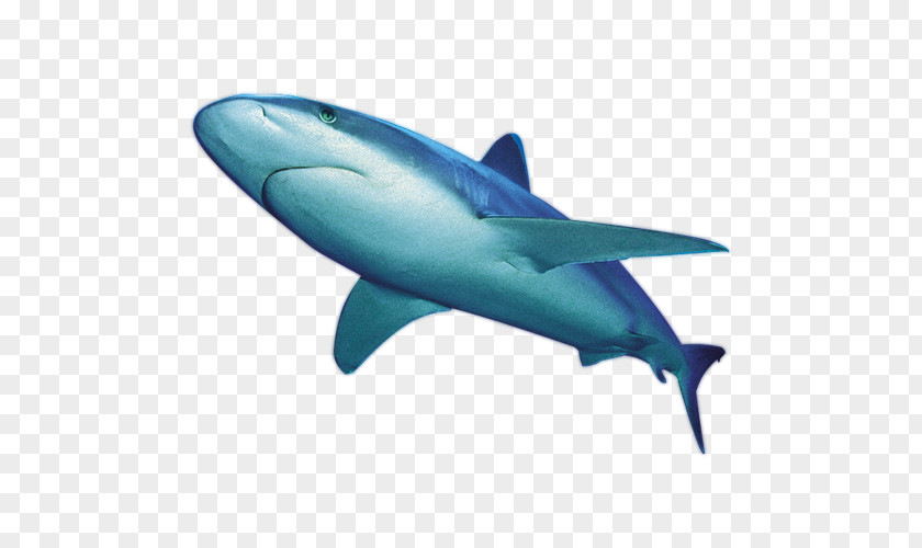Ferocious Whale Shark Clip Art PNG