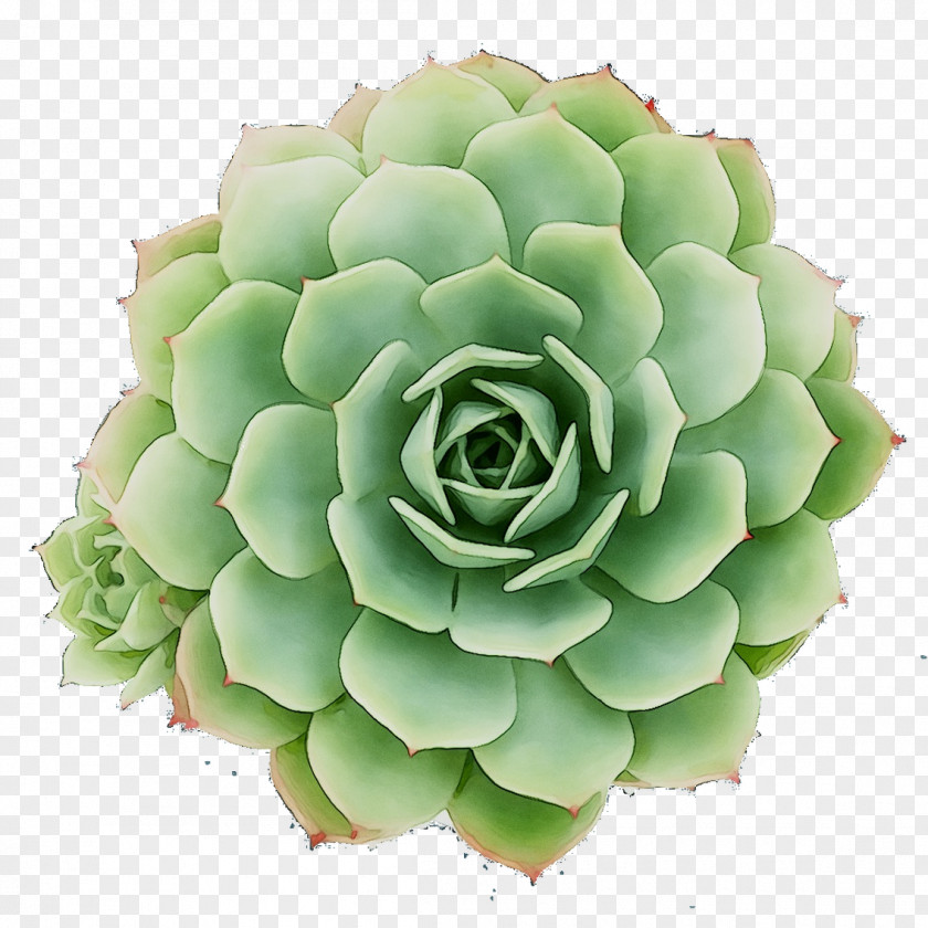 Flower PNG