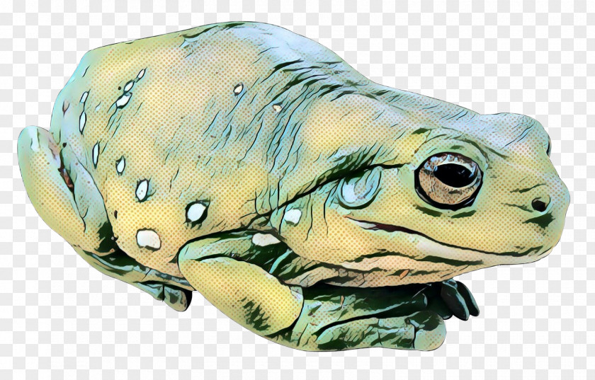 True Frog Toad Turtle Tree PNG