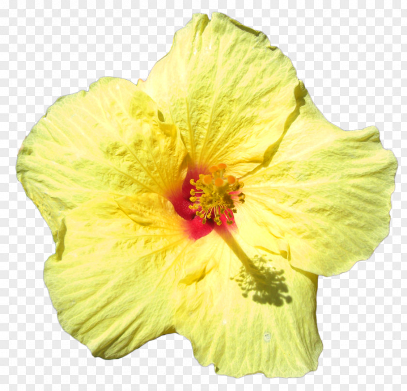 Yellow Hibiscus Rosemallows Hawaii Cut Flowers Petal PNG