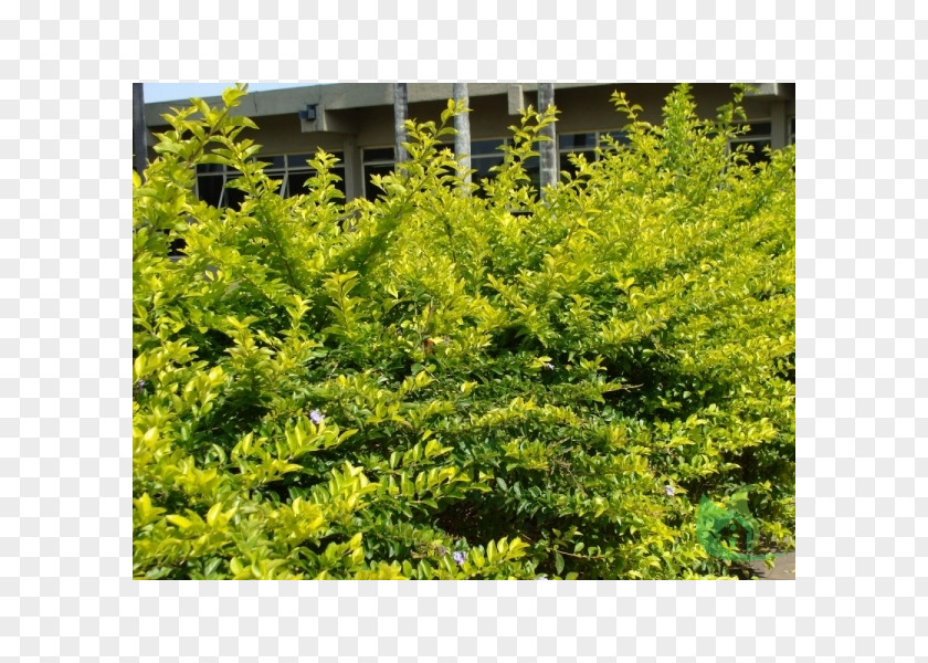 English Yew Mimosa Caesalpiniaefolia Hedge Fence Shrub PNG