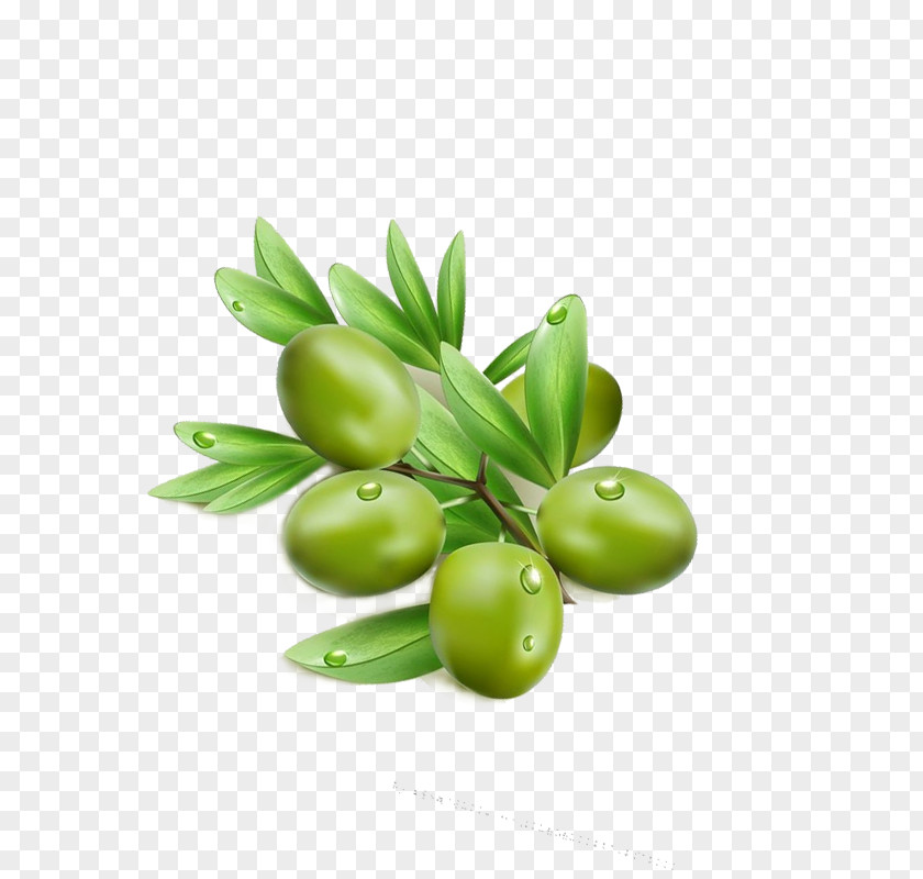 Olives Olive Leaf Oil PNG