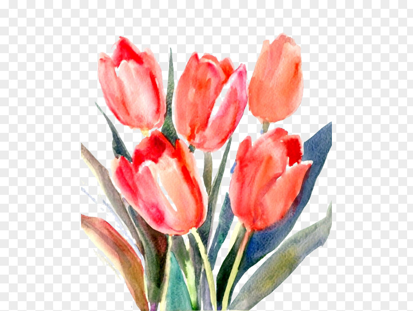 Red Tulips Tulip Cut Flowers PNG