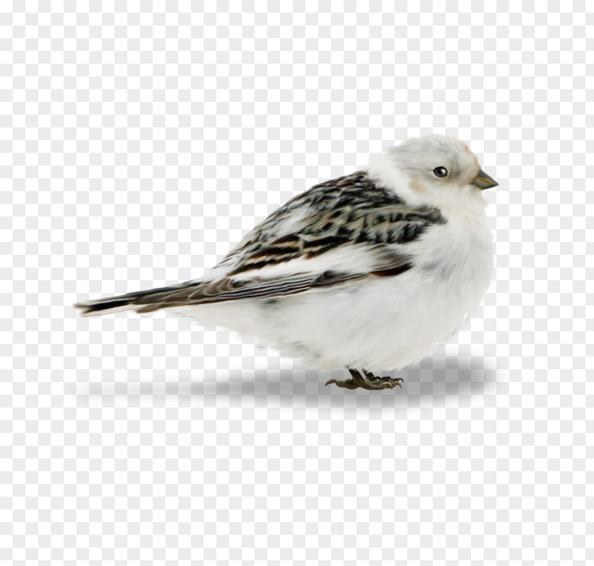 Bird Owl Sparrow Finches Clip Art PNG