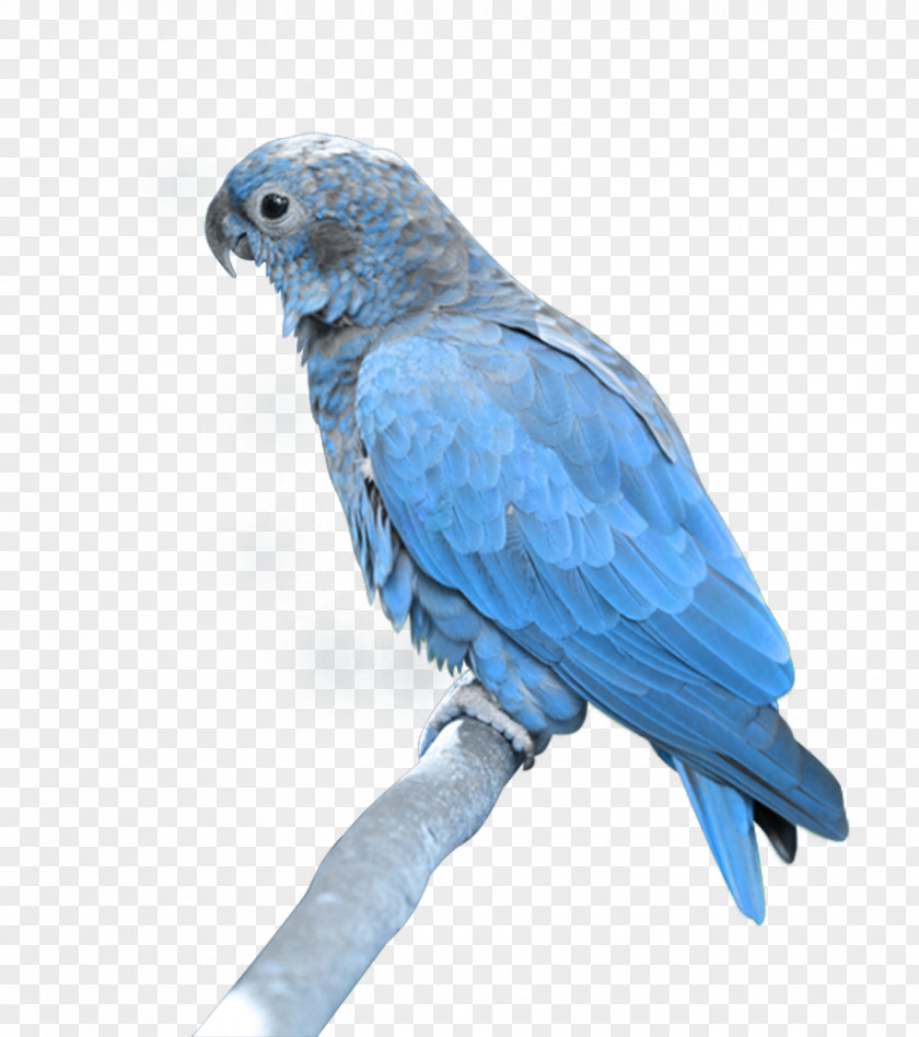 Blue Parrot Image, Free Download Bird Blue-and-yellow Macaw PNG