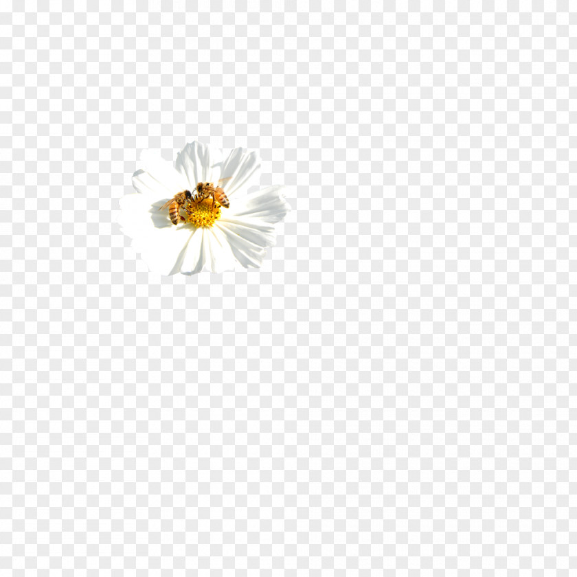 Chrysanthemum Honey Bee Yellow Pattern PNG