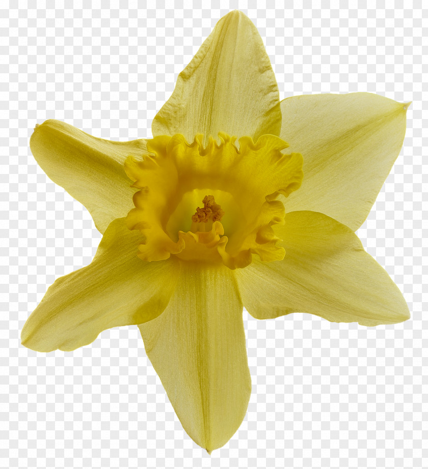 Narcissus Flower Candy Wild Daffodil Desktop Wallpaper Image Jonquille PNG