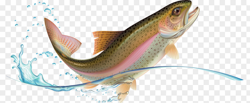 Rainbow Trout Stock Photography PNG