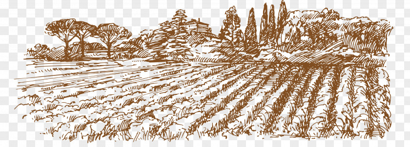 Vector Field Red Wine Common Grape Vine Illustration PNG