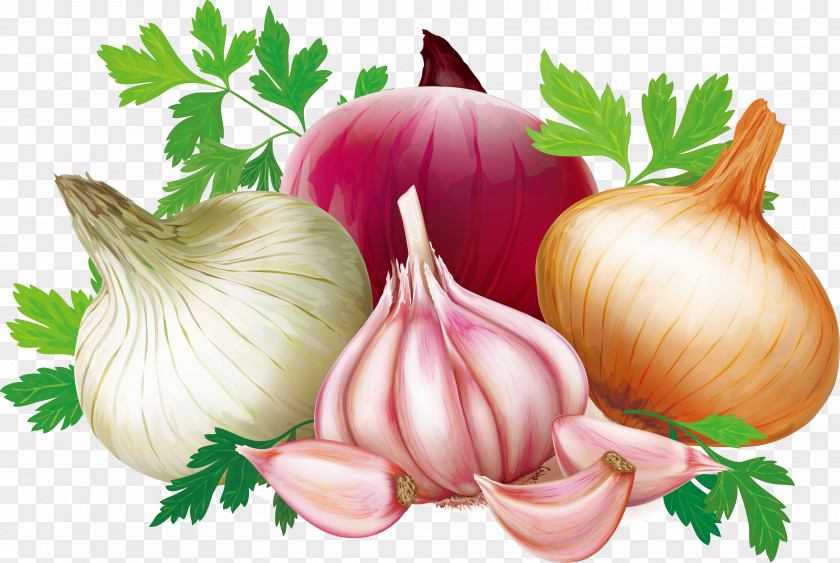 Vector Garlic Shallot Quercetin Illustration PNG