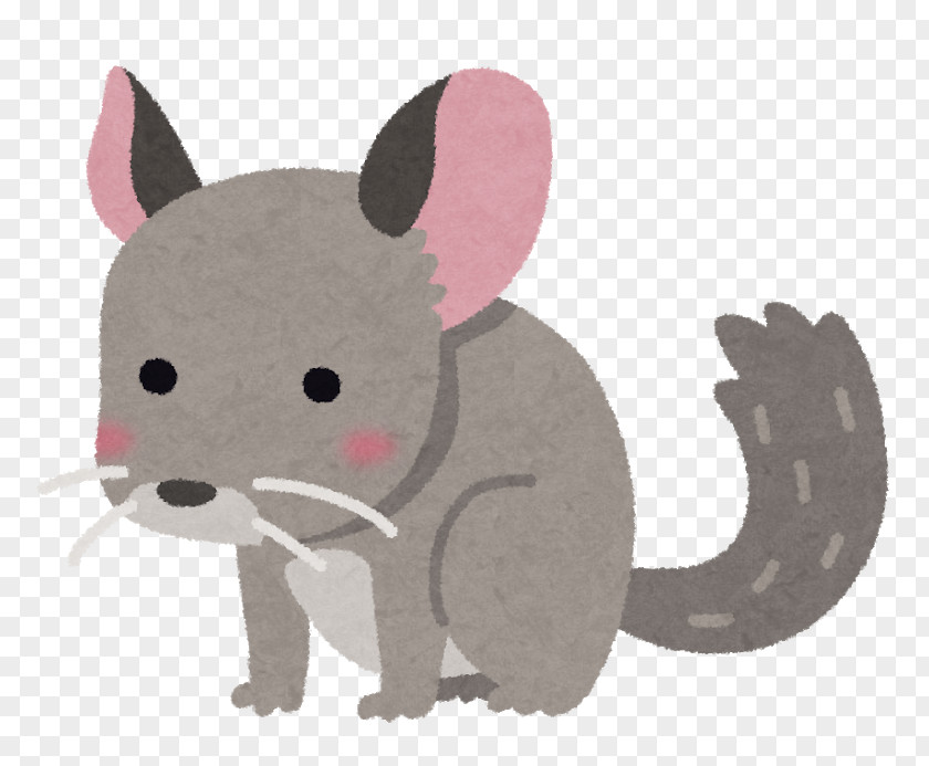 Cat Long-tailed Chinchilla ネズミ Whiskers Pet PNG