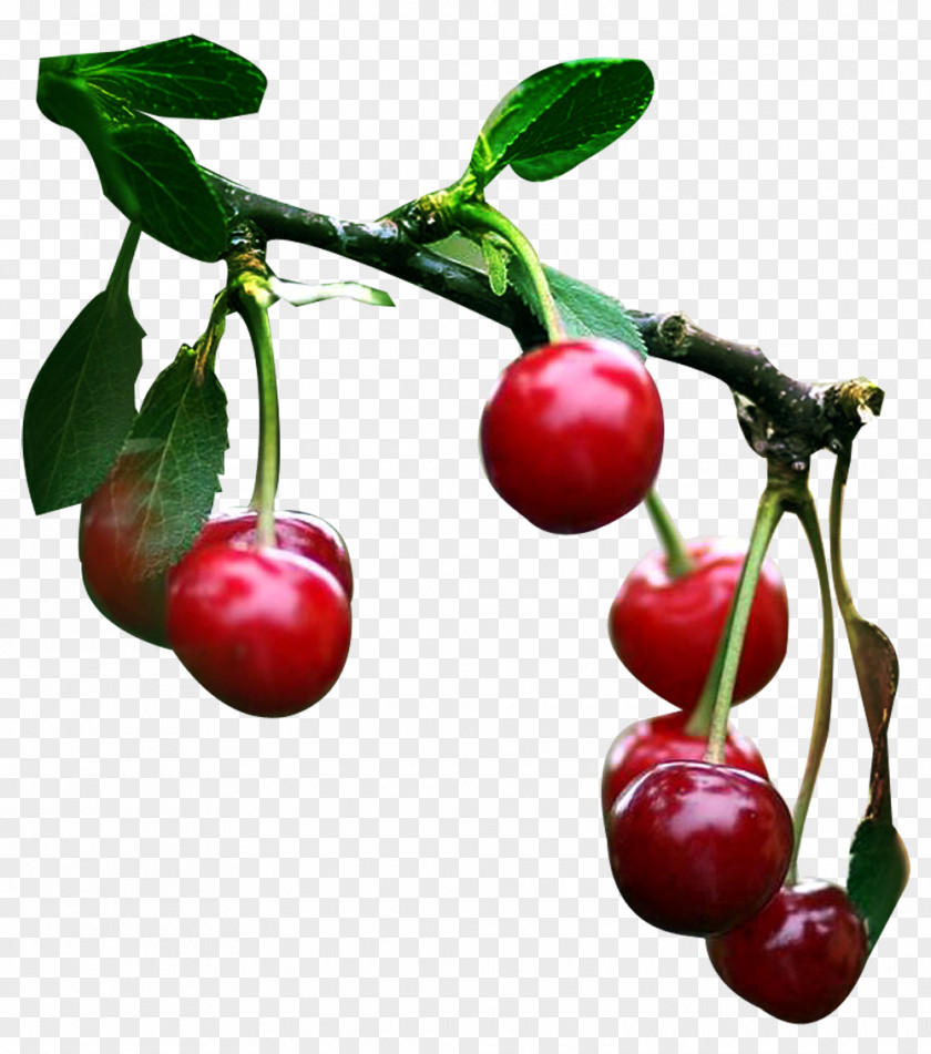 Cherry Fruits Et Légumes Cerasus PNG
