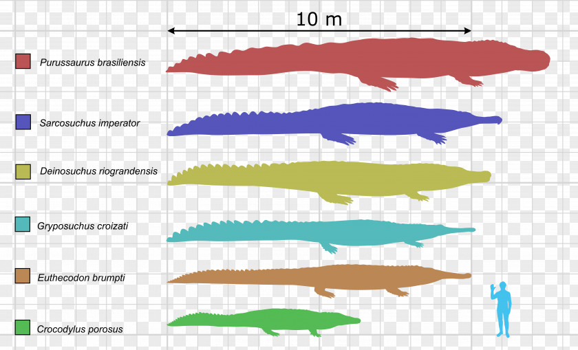 Crocodile Deinosuchus Purussaurus Urumaco Alligator PNG