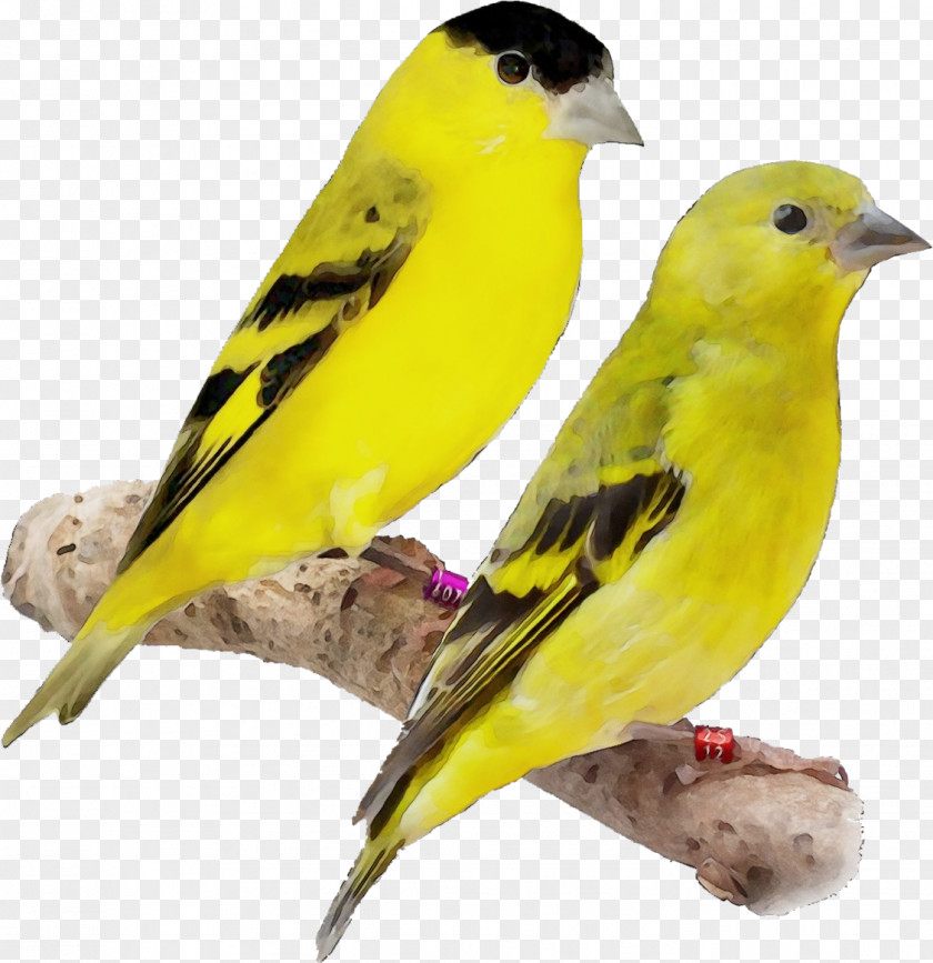 Eurasian Golden Oriole Perching Bird Finch Atlantic Canary Beak Songbird PNG