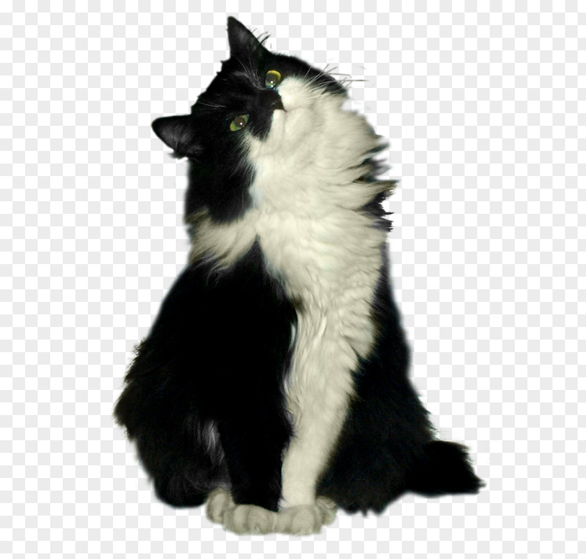 Head Up The Cat Norwegian Forest Whiskers Cheshire Black PNG