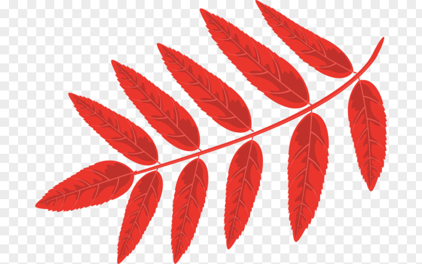 Leaf Clip Art Rowan Digital Image PNG