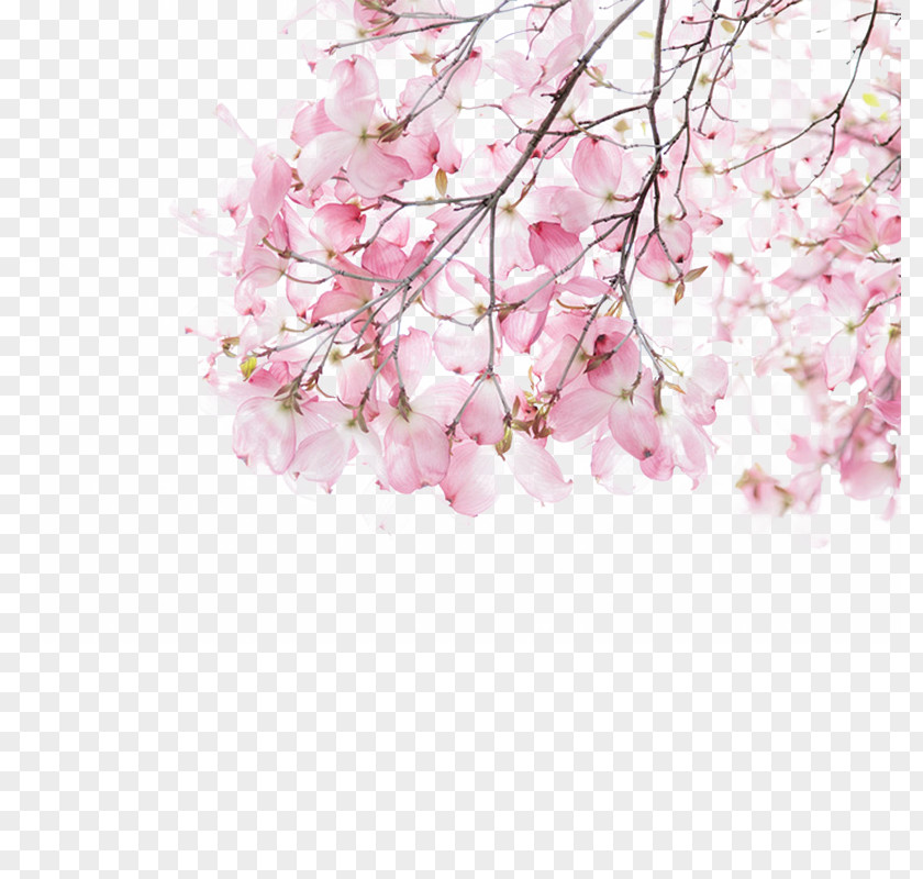 Pink And Beautiful Cherry Blossoms Download Illustration PNG