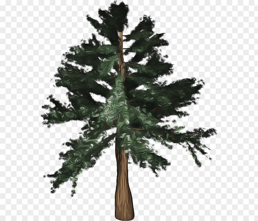 Red Pine Oregon Tree Shortleaf Black Spruce Balsam Fir Columbian Sugar PNG