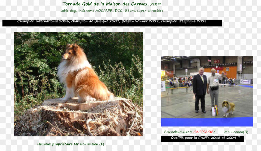 AOC International Dog Breed 2002 Mercury Sable Shetland Sheepdog 0 PNG
