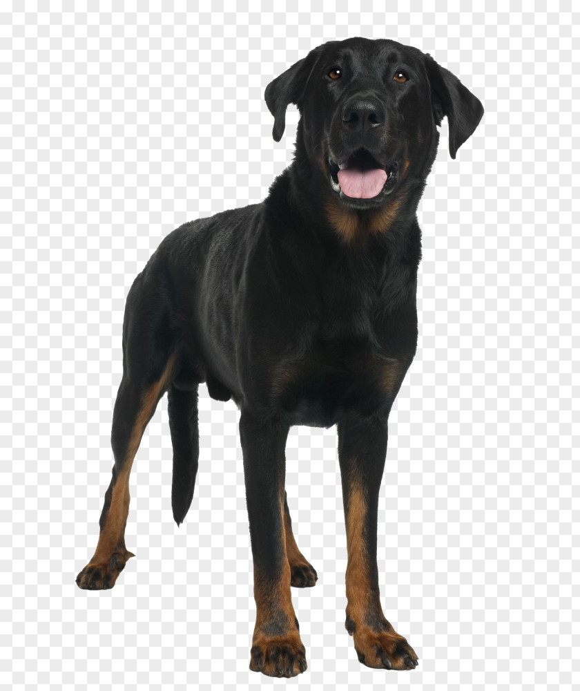 Beauceron Dog Breed Black And Tan Coonhound Rottweiler Polish Hunting PNG
