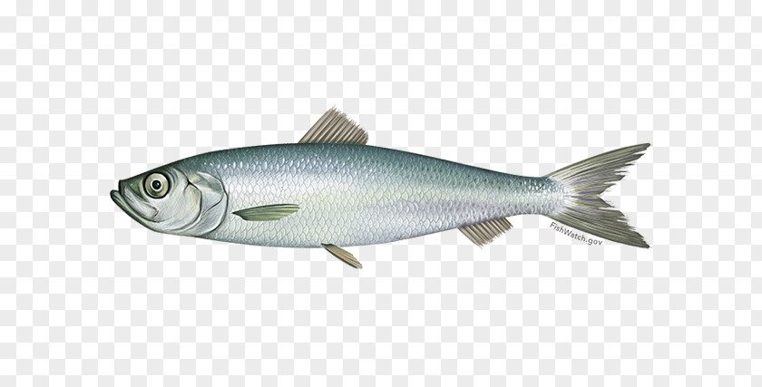 Herring Family Cyprinidae Fish Cartoon PNG