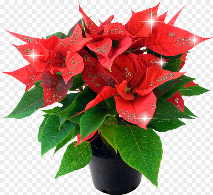 MEXICAN FLOWERS Poinsettia Christmas Plants Flower Houseplant PNG