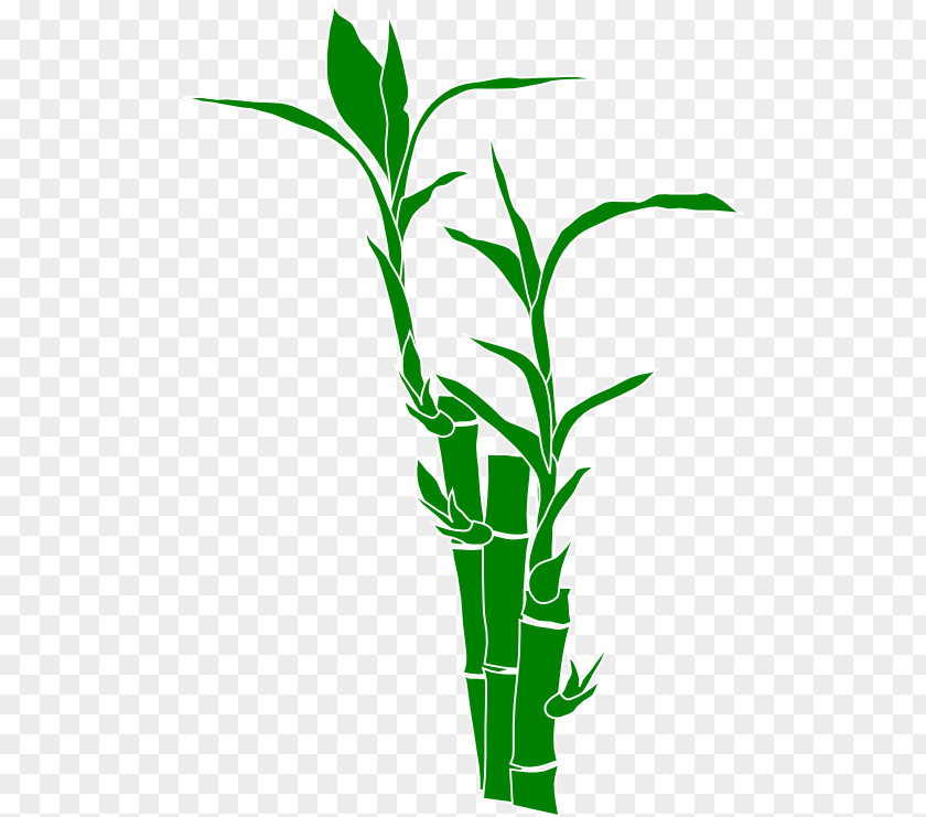 No Plants Cliparts Bamboo Giant Panda Clip Art PNG