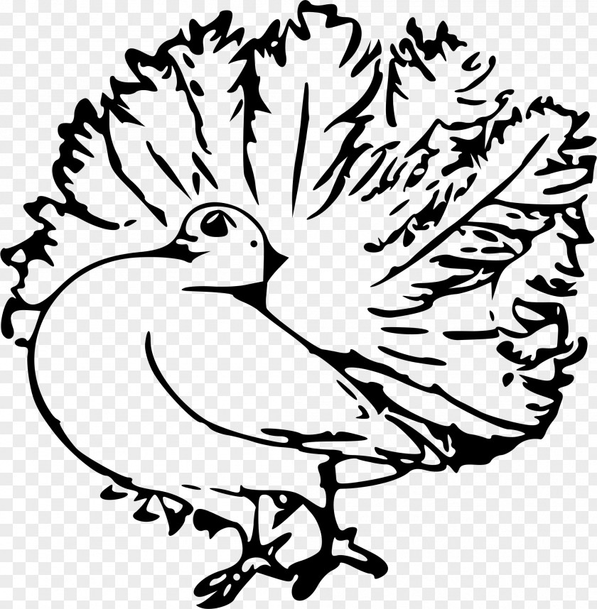 Pigeon Clipart Homing English Carrier Columbidae Clip Art PNG