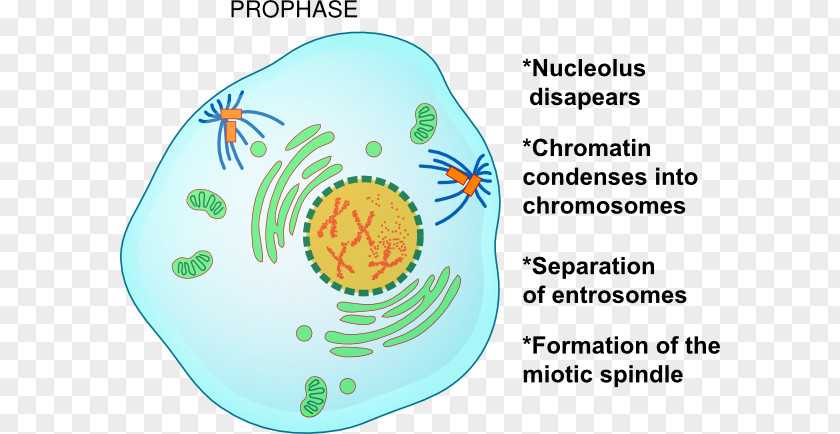 Prophase Mitosis Metaphase Telophase Cell Division PNG