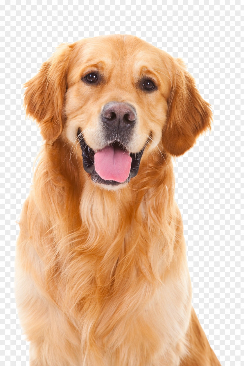 Puppy Pet Golden Retriever Dog Training Collar PNG