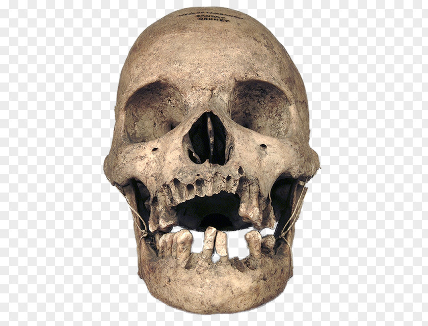 Skull Bone Human Skeleton Anatomy PNG