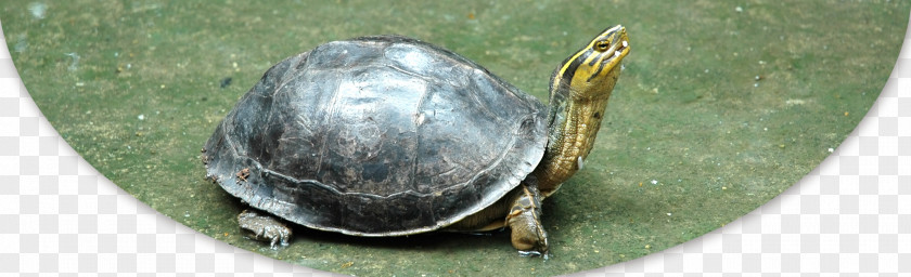 Turtle Common Snapping European Pond Tortoise Yellow-headed Temple PNG