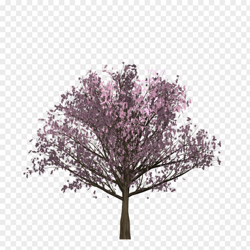 Cherry Tree Vector Graphics Stock Photography Euclidean Image PNG