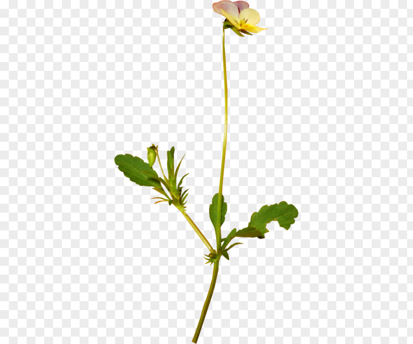 Leaf Petal Plant Stem Bud Flowering PNG