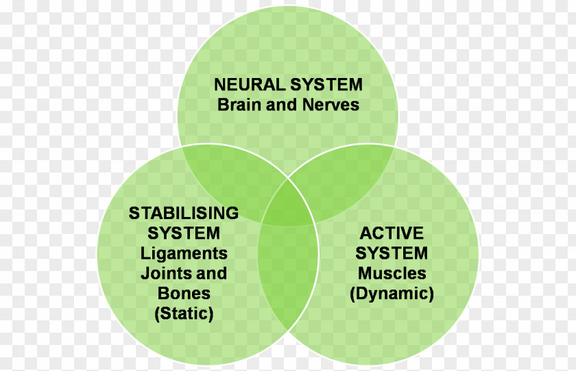 Badminton Cock Stretching Physical Therapy Proprioception Sport Joint Stability PNG