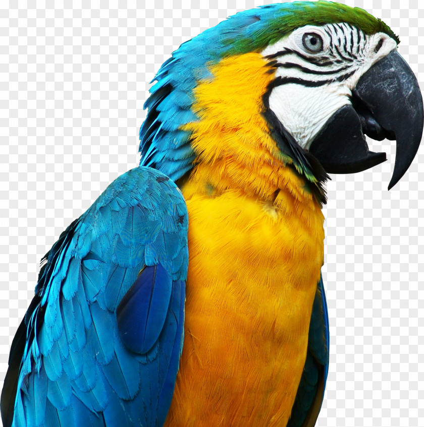 Blue Parrot Image, Free Download Bird Parrots PNG