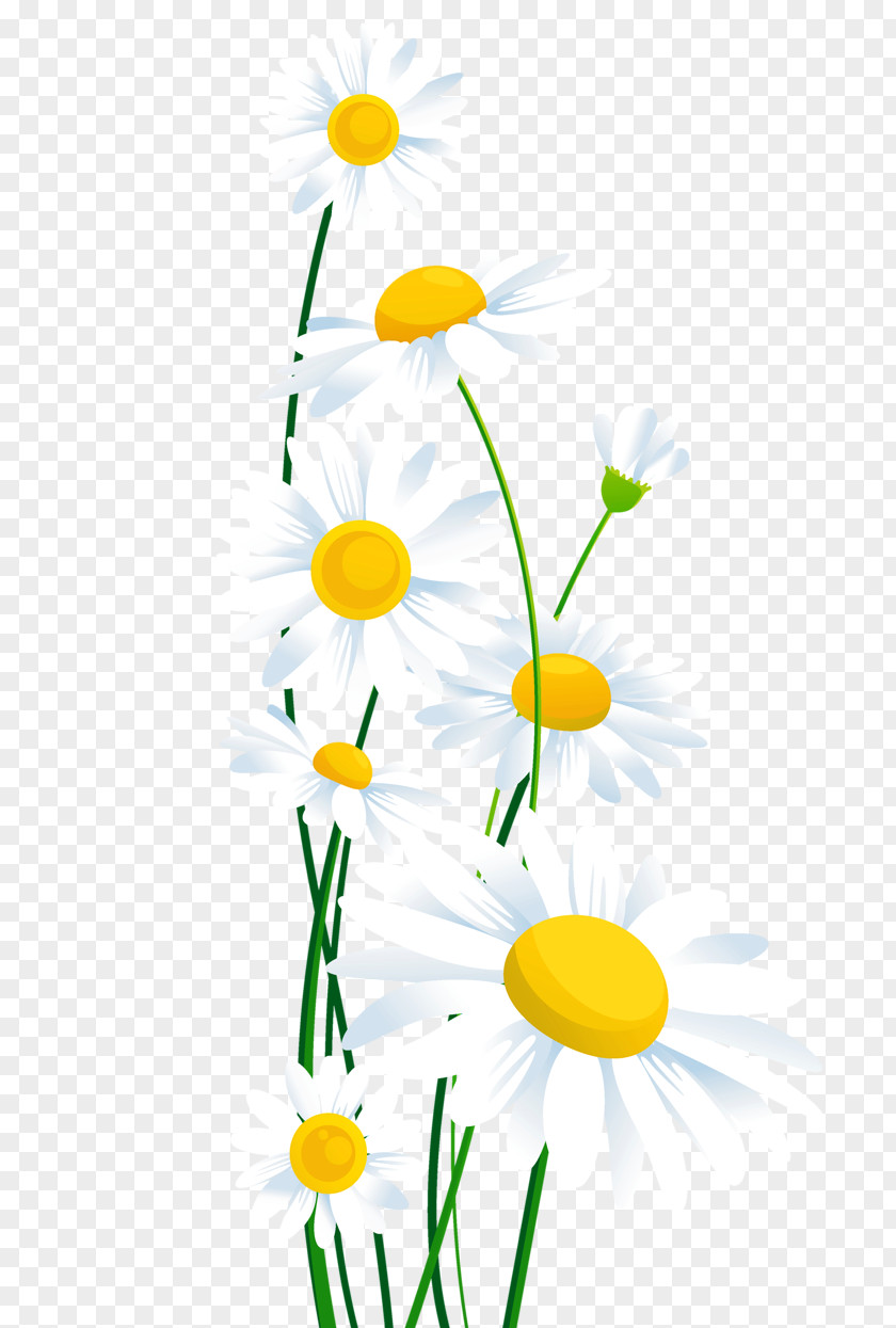 Daisy Common Flower Clip Art PNG