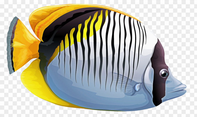Fish Pomacanthidae Holacanthus Yellow Butterflyfish PNG