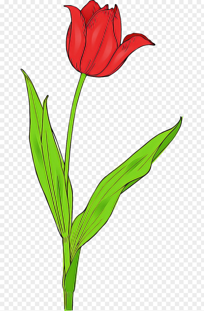 Flower Plant Tulip Pedicel Stem PNG