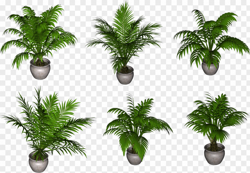 Plant Arecaceae Flowerpot Clip Art PNG