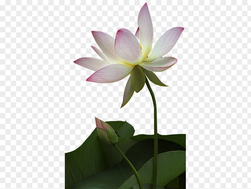 Pretty Simple Lotus Nelumbo Nucifera Flower Photography Clip Art PNG