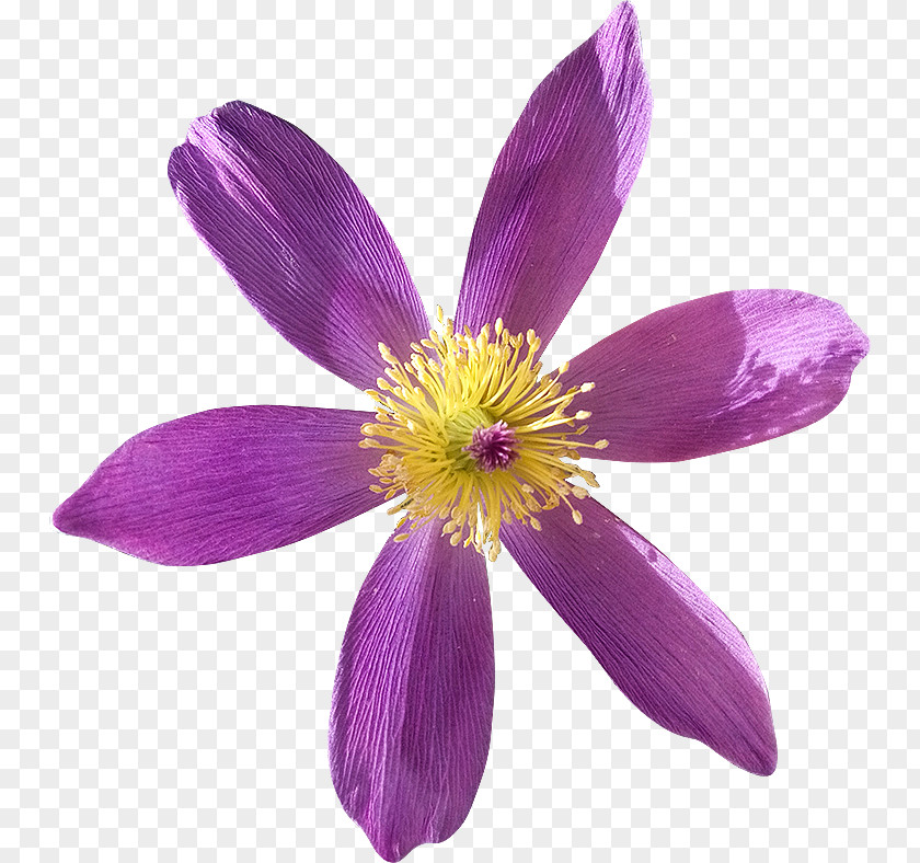 Anemone Royalty-free Photography Flower Dots Per Inch PNG